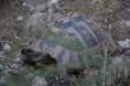 /album/griechische-landschildkroten/dsc0999-jpg/