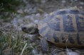 /album/griechische-landschildkroten/dsc1006-jpg/