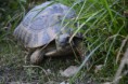 /album/griechische-landschildkroten/dsc1013-jpg/